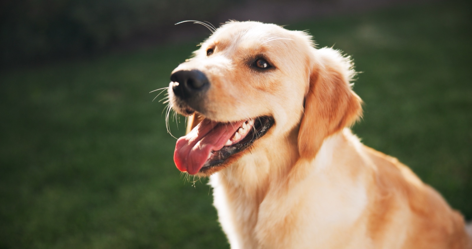 Golden Retriever felice in primo piano