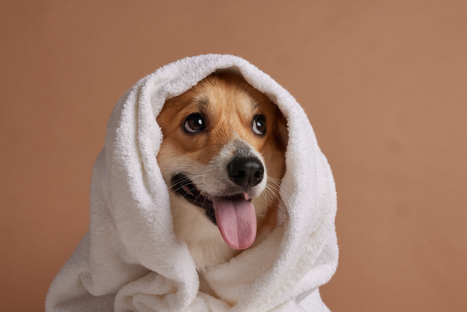 Cane avvolto in asciugamano dopo grooming