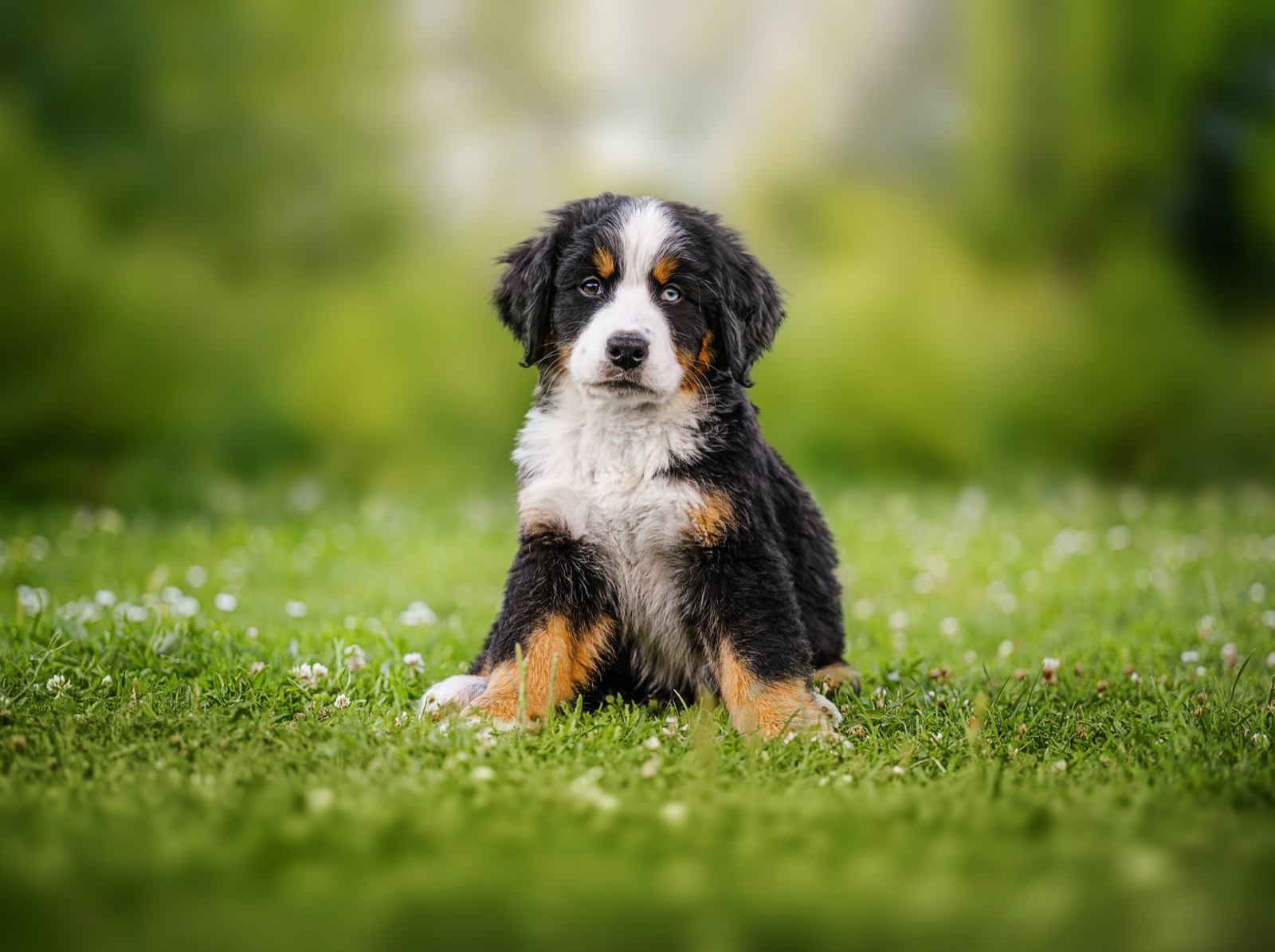 Cucciolo di cane su un prato