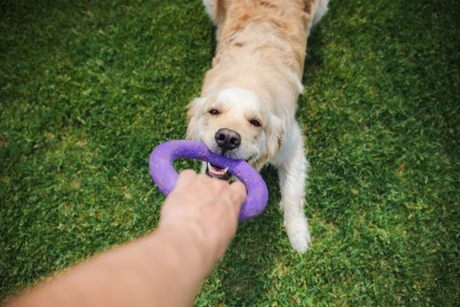 Golden Retriever gioca al tira-e-molla con un anello
