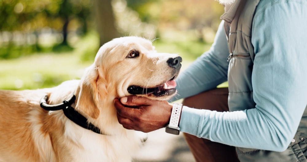 Golden Retriever accarezzato dal proprietario al parco