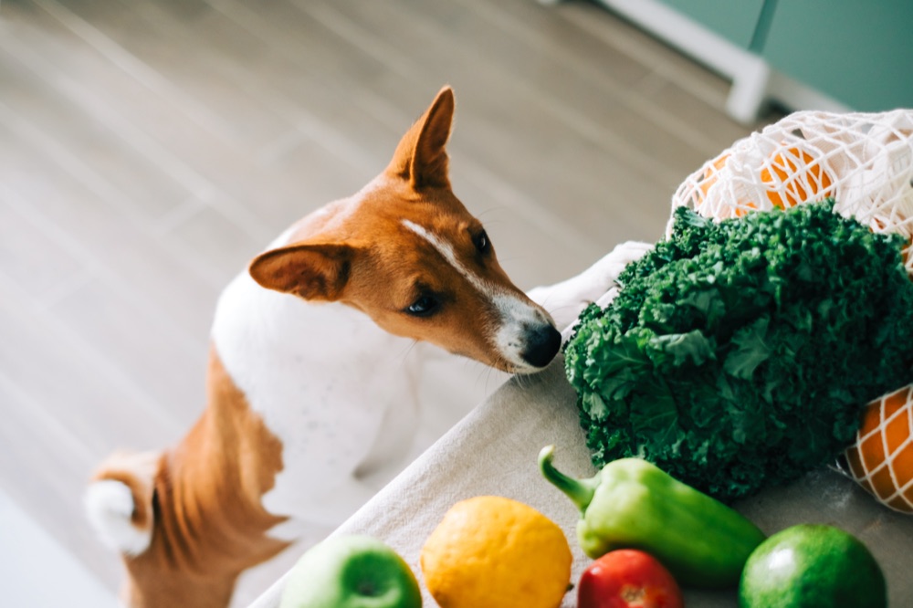 Cane annusa verdura fresca in cucina