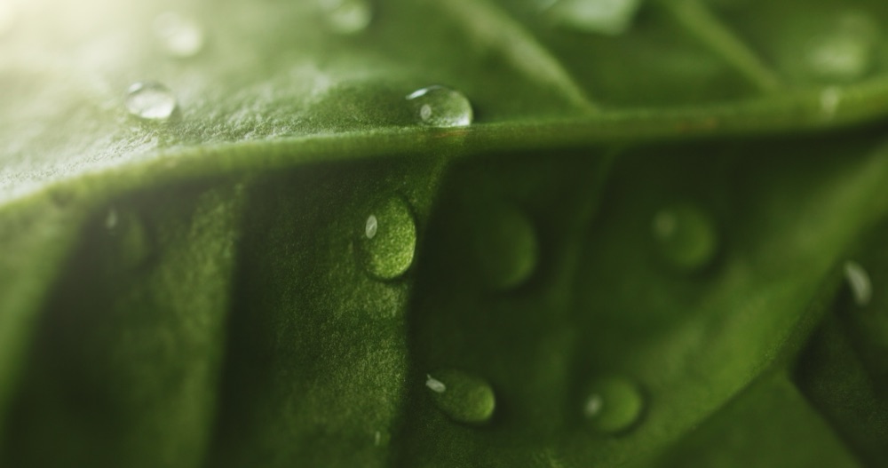 Foglia verde con gocce di rugiada